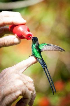 Wimpelschwanz Kolibri in freier Natur wird von Hand gefüttert in einem Hummingbird Garten