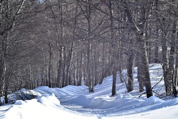 deciduous trees and snowy forest path