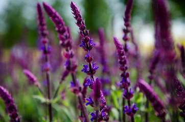 Obraz premium purple flowers