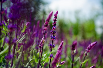 field of purple flowers