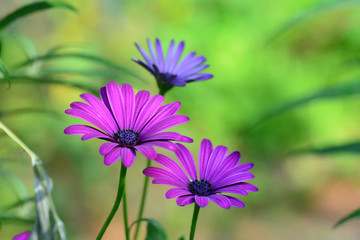 Fototapeta premium Pink and purple flowers in a green garden