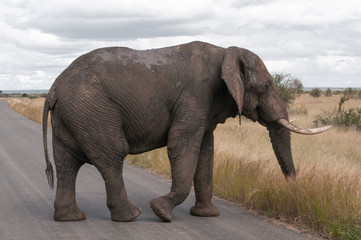 Naklejka na ściany i meble African Elephant crossing the road in Kruger National Park