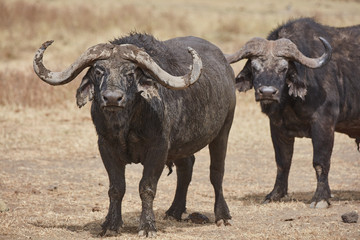 buffalo in field