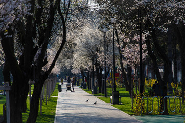 alley in the park