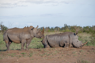 Fototapeta premium White Rhino couple in their natural habitat in South Africa