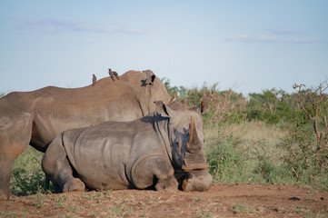 White Rhino Laying in its natural habitat in South Africa