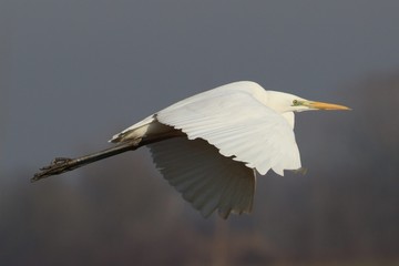 Airone bianco maggiore