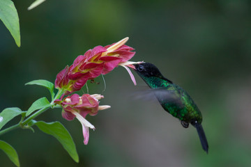 Wimpelschwanz Kolibri in freier Natur schwebt/ fliegt in der Luft und trinkt/frist aus einer Blume