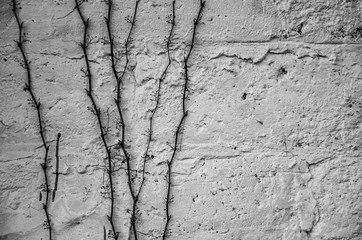 texture of old wall
