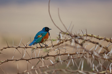 blue bird on a branch