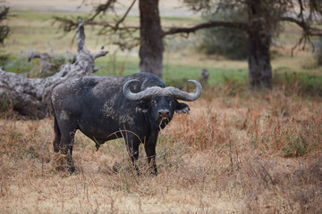 Fototapeta premium buffalo in field