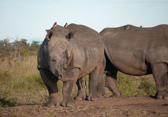 Obraz premium White Rhino Standing in South Africa