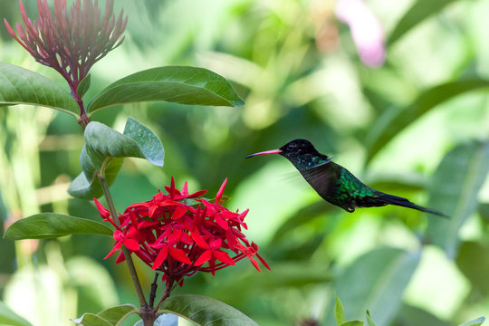 Wimpelschwanz Kolibri in freier Natur schwebt/ fliegt in der Luft und trinkt/frist aus einer Blume