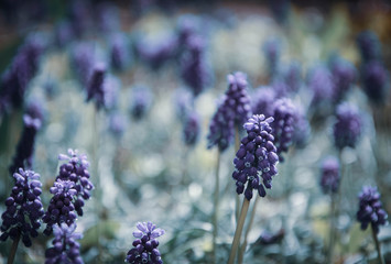 bunch of lavender
