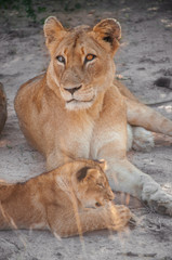 Naklejka na ściany i meble Close Up of a Lioness and its Cub resting in Manyeleti Game Reserve South Africa