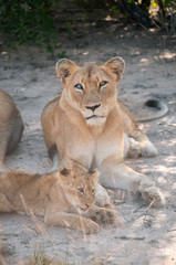 Fototapeta na wymiar Lioness and Cub Resting in the Shadow in Kruger National Park South Africa