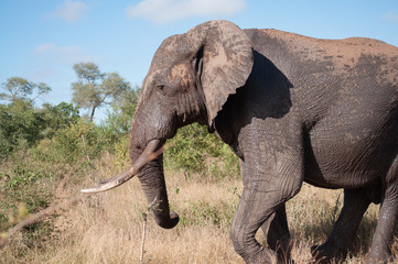 Fototapeta na wymiar African Elefant Profile in Kruger National Park South Africa