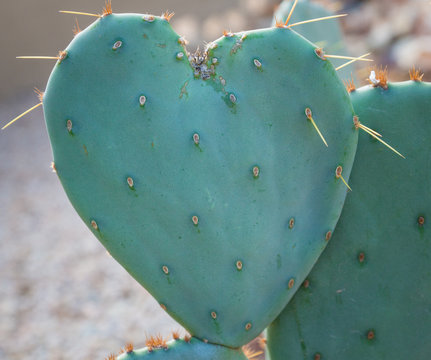 Heart shaped prickly pear cactus. Valentine's day in the Arizona desert. Love hurts.