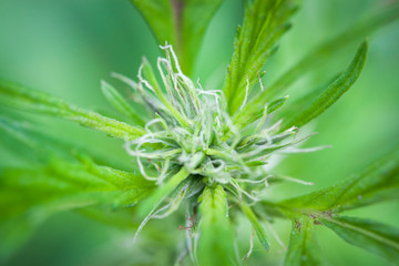 Hanf Cannabis Marihuana Pflanze: Blätter, Blüte und Harz im Detail Macro