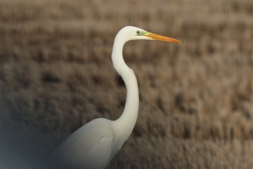 Airone bianco maggiore
