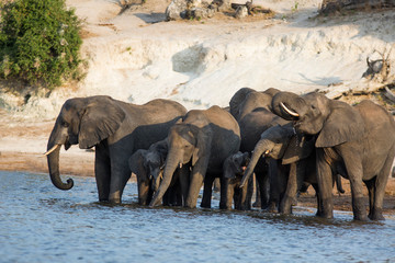 elephants in water - 320642997