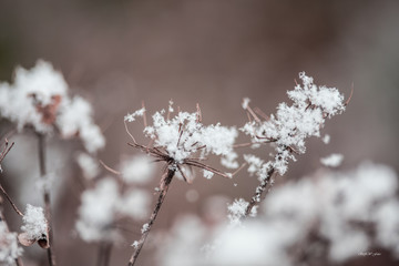 Schneeflocken