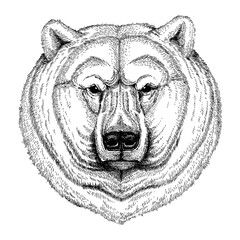 Polar bear. Wild animal for tattoo, nursery poster, children tee, clothing, posters, emblem, badge, logo, patch