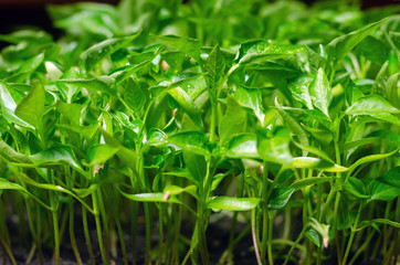 Green leaves seedlings of young pepper grown in a greenhouse, background texture