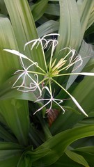 Obraz premium green plant in the garden