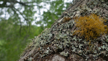 fungus on tree