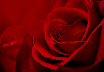 valentines day, beautiful red rose flower for background