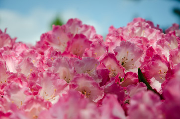 pink flowers