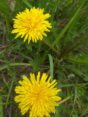 Dandelion medicinal, field, ordinary, herbal, background 