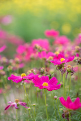 Pink flowers and green leaves have beautiful green main scenes.