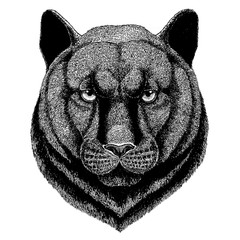 Panther, Puma, Cougar. Wild animal for tattoo, nursery poster, children tee, clothing, posters, emblem, badge, logo, patch