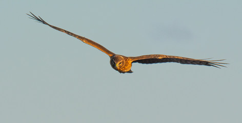 Norther Harrier Bird in Flight