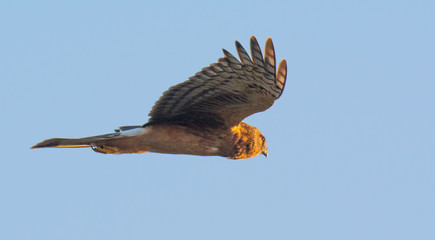 Norther Harrier Bird in Flight