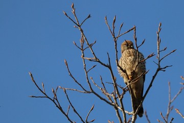 Gheppio