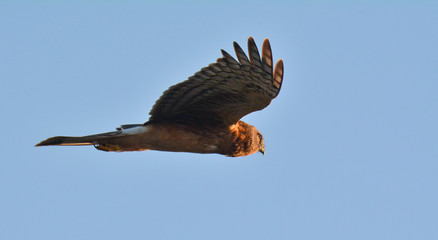 Norther Harrier Bird in Flight