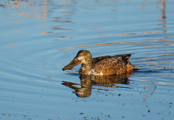 Northern Shoveler Bird Feeding in Pond