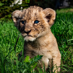 Little lion cub with blue eyes in the wild