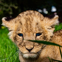 Little lion cub with blue eyes in the wild