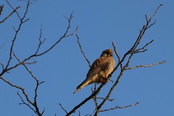 Gheppio