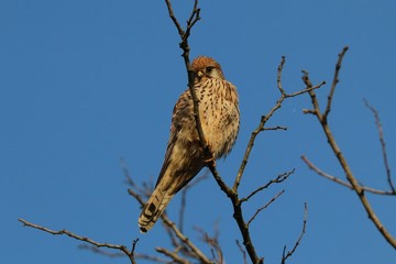 Gheppio