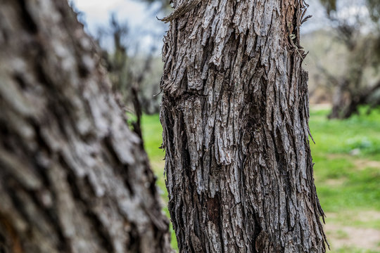 Bark Of A Mesquite Tree In Desert Of Arizona