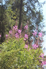 Obraz premium flowers in the park