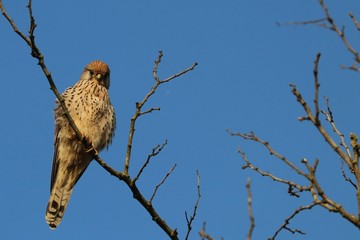 Gheppio