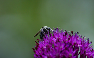 Eine Graue Sandbiene sitzt auf der lila violetten Blüte eines Schnittlauch vor grünem Hintergrund, Andrena cineraria