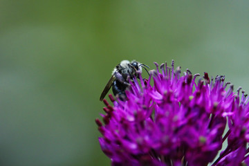 Eine Graue Sandbiene sitzt auf der lila violetten Blüte eines Schnittlauch vor grünem Hintergrund, Andrena cineraria