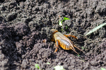 Gryllotalpidae or earthen cancer a dangerous pest crawls on the ground